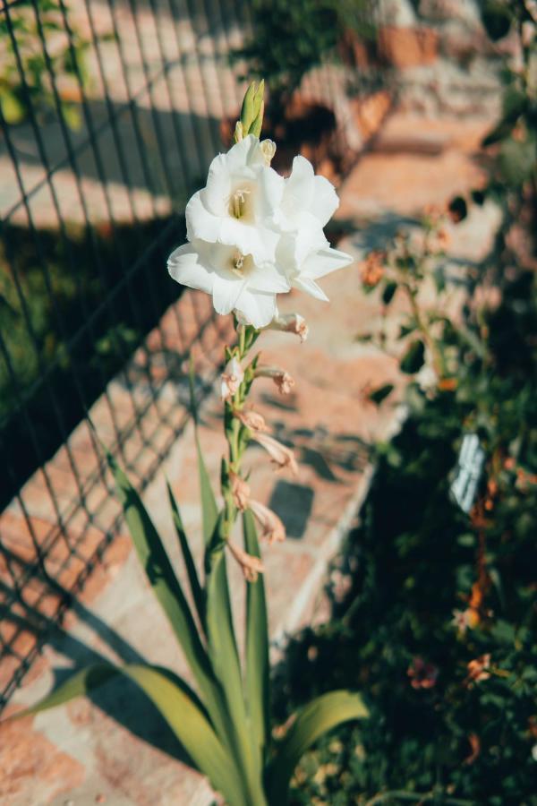 B&B Al Giardino Dei Laghi Revine Lago エクステリア 写真