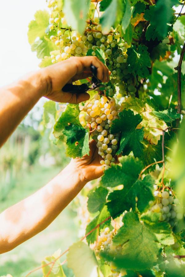 B&B Al Giardino Dei Laghi Revine Lago エクステリア 写真