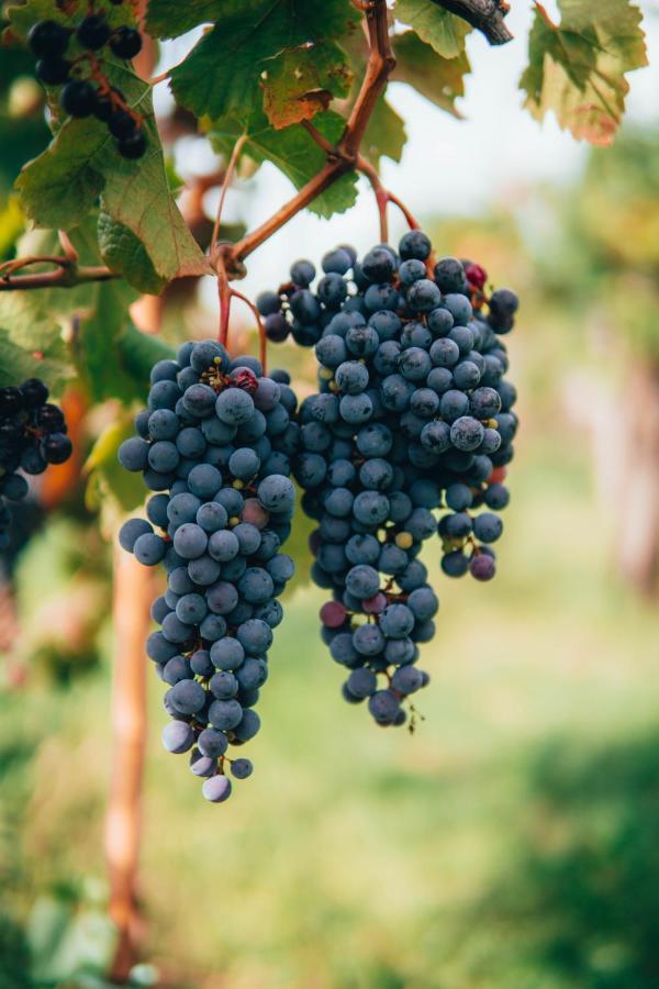 B&B Al Giardino Dei Laghi Revine Lago エクステリア 写真