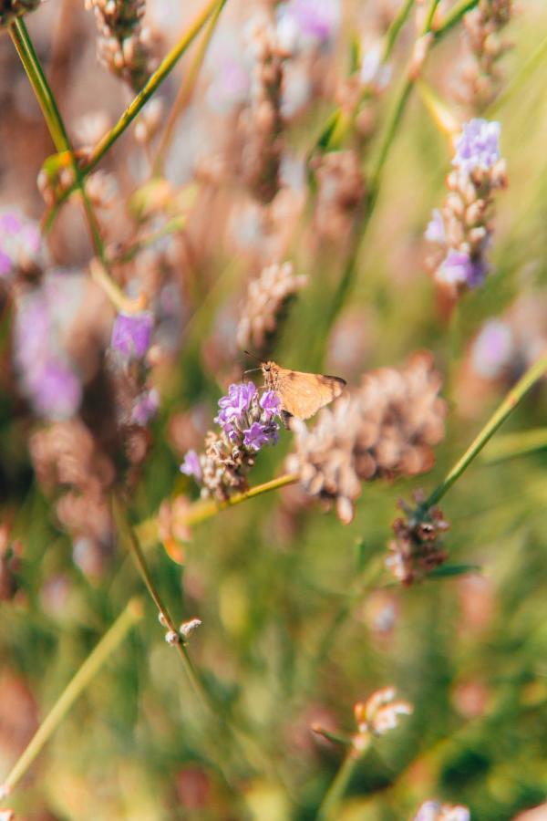 B&B Al Giardino Dei Laghi Revine Lago エクステリア 写真