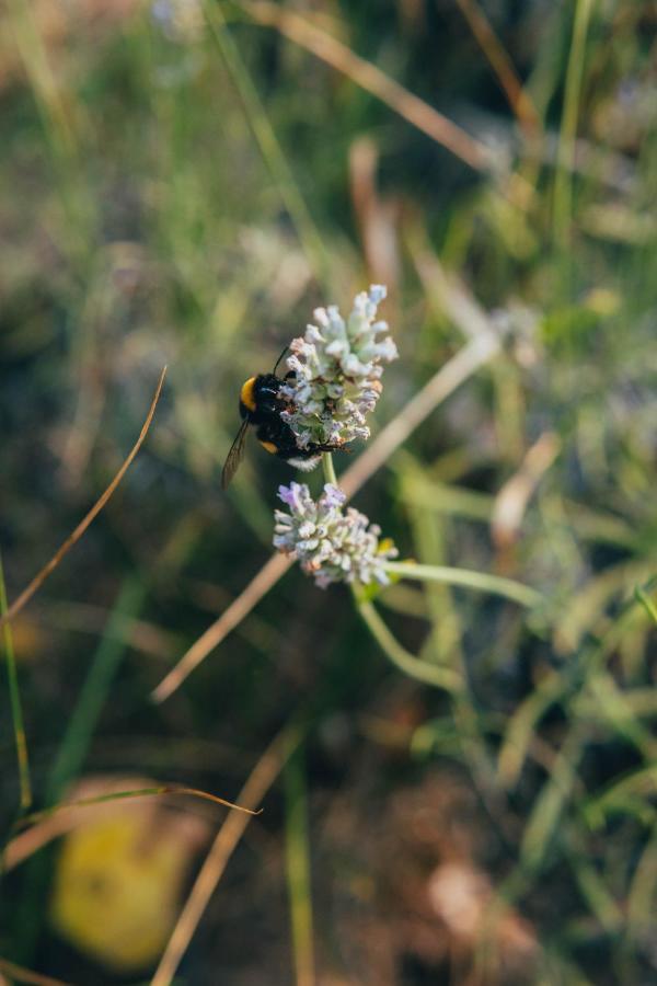 B&B Al Giardino Dei Laghi Revine Lago エクステリア 写真